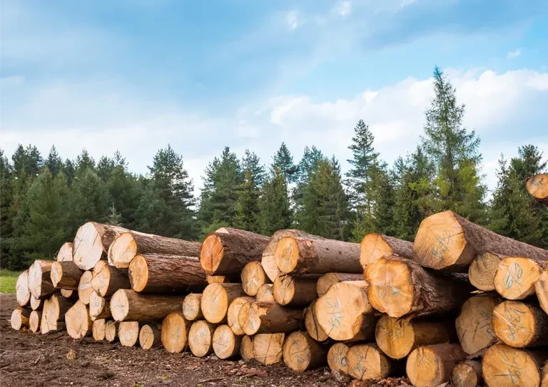 Trees cut down and turned into logs stacked up ready to be transported.